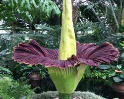 The most interesting and important thing to see in The most interesting and important thing to see in the garden is the Amorphophallus titanum plant which was imported in March 2013 and bloomed in the
